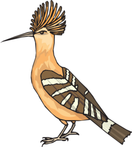 Angry Hoopoe Clip Art